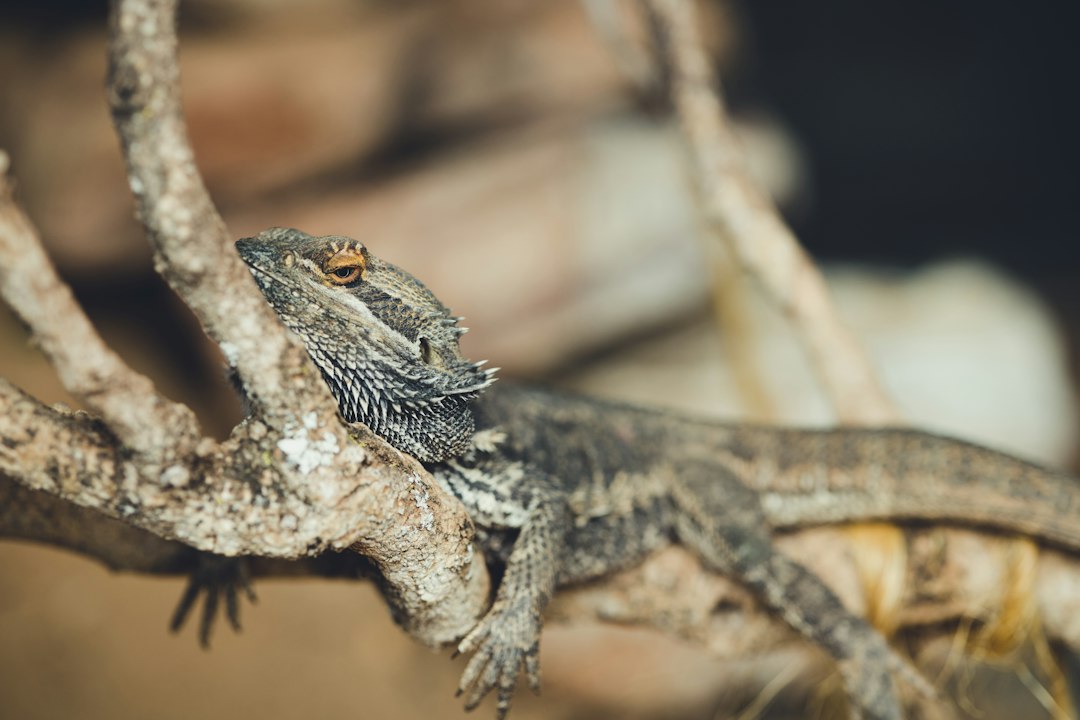 Photo Bearded dragon UVB lighting terrarium